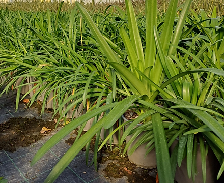 AGAPANTHUS AFRICANUS (BIANCO)