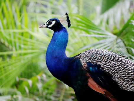 Capturing Motion: How to Photograph Movement with Clarity