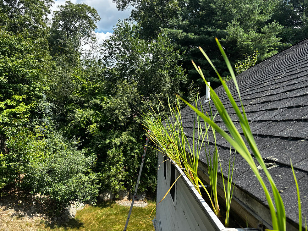 Gutter Cleaning in Plainville MA