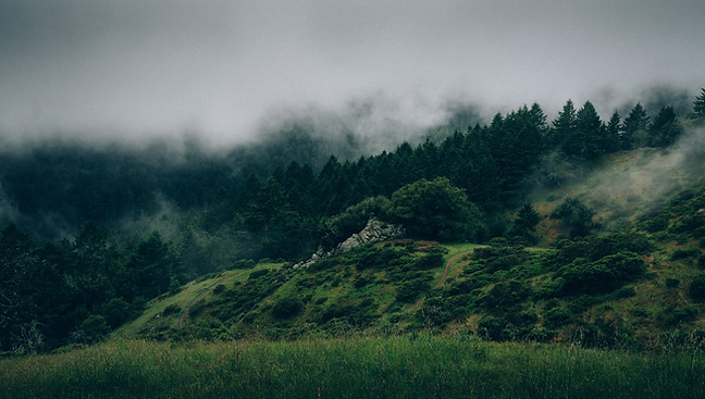 Nebel und Natur