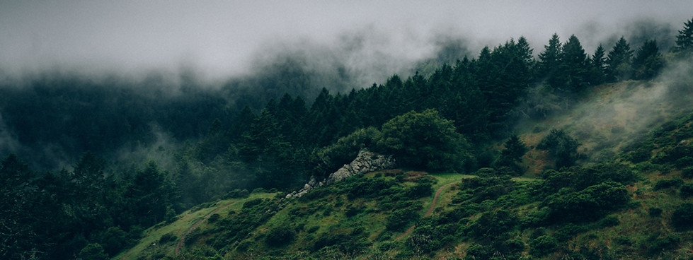 Fog and Nature