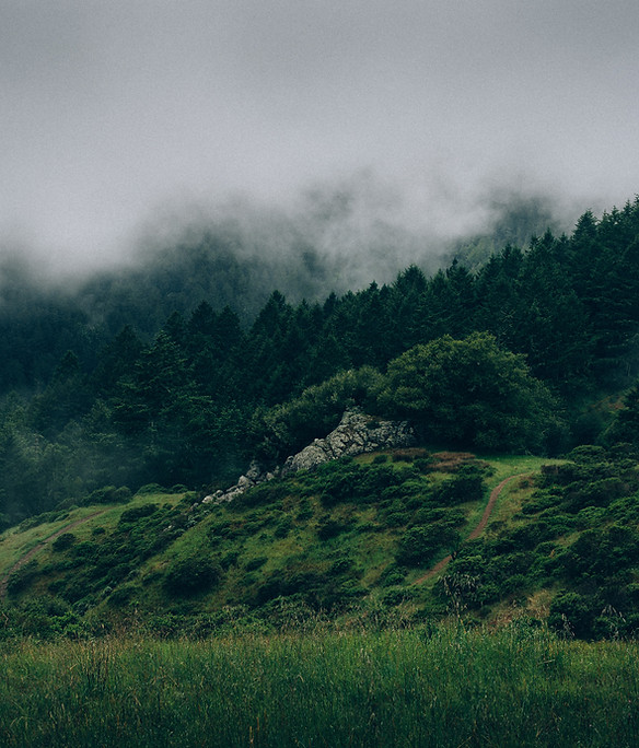 Fog and Nature
