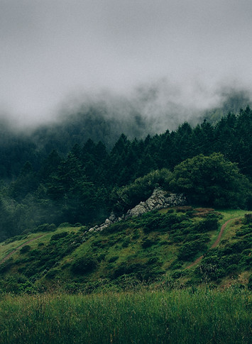 Fog and Nature