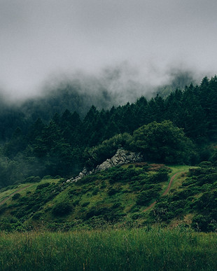 Fog and Nature