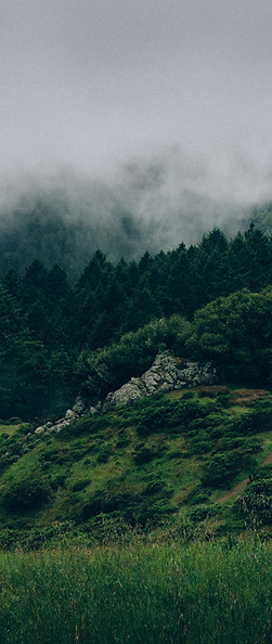 La niebla y la naturaleza