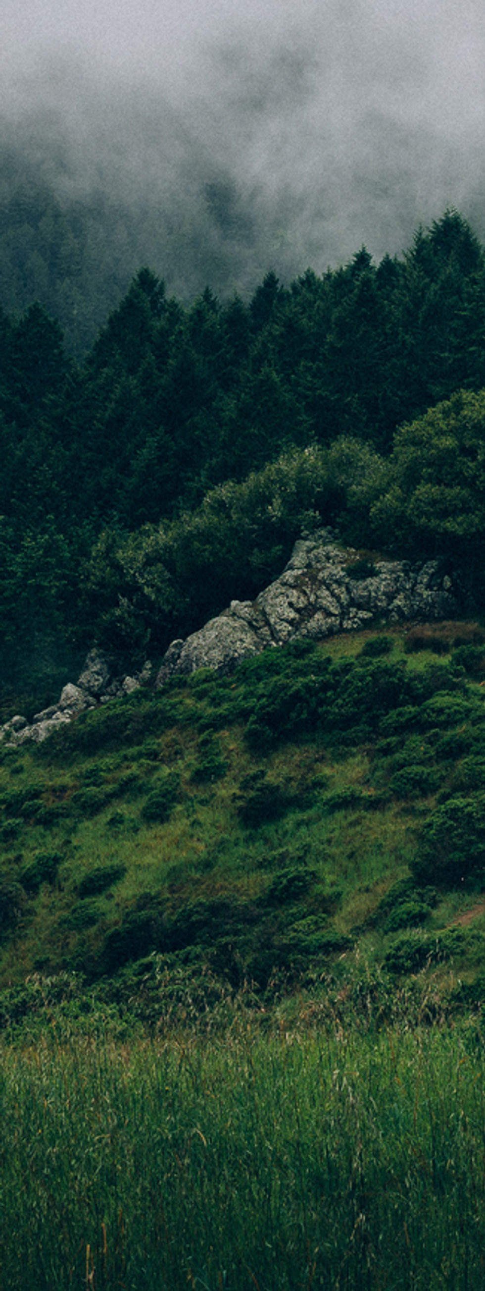 Nebel und Natur