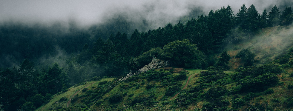 Fog and Nature in deep green forest and mountains | acceptance and committment therapy in Madison, WI 53703 | ACT Therapy | ACT mindfulness | ACT hexaflex | mindfulness therapy