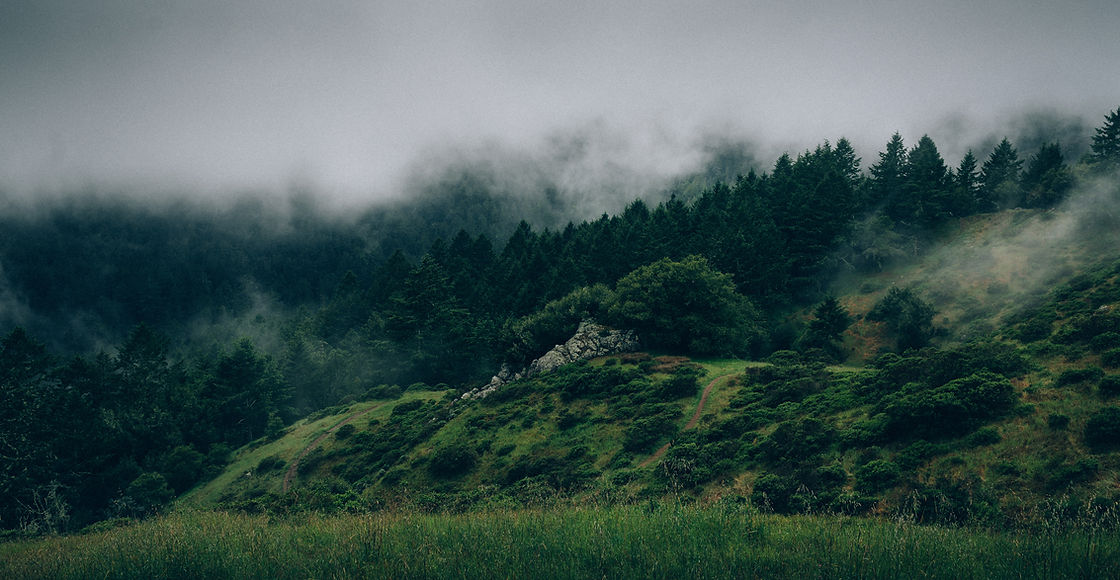 Fog Over The Forest