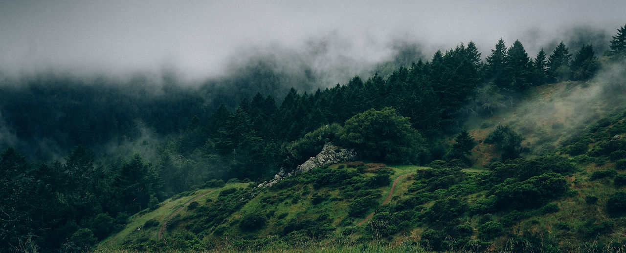Fog and Nature
