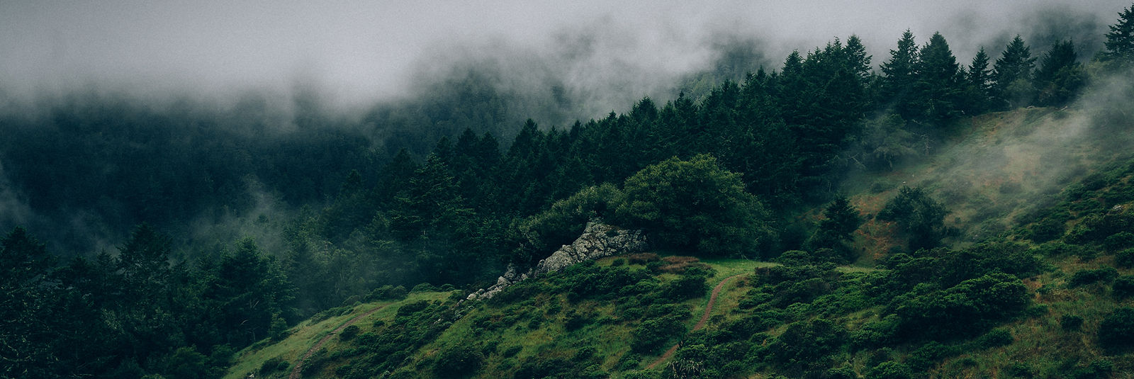 Fog and Nature