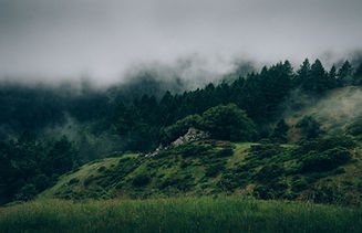 Fog and Nature