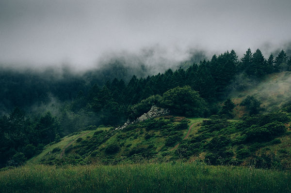 Nevoeiro e Natureza