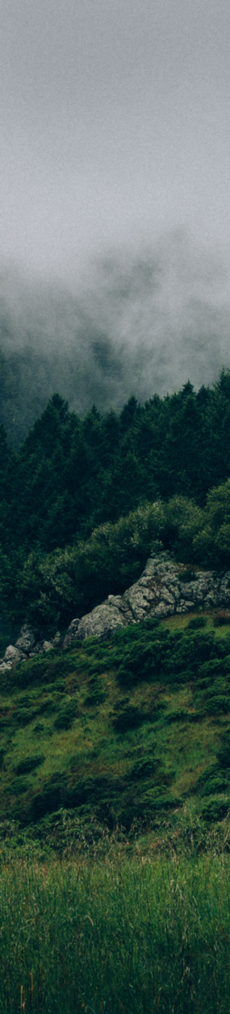 Fog and Nature