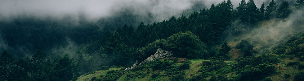 Fog and Nature