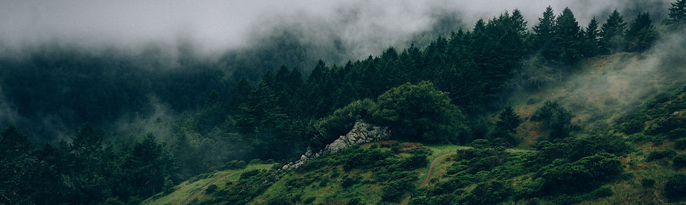 Fog and Nature