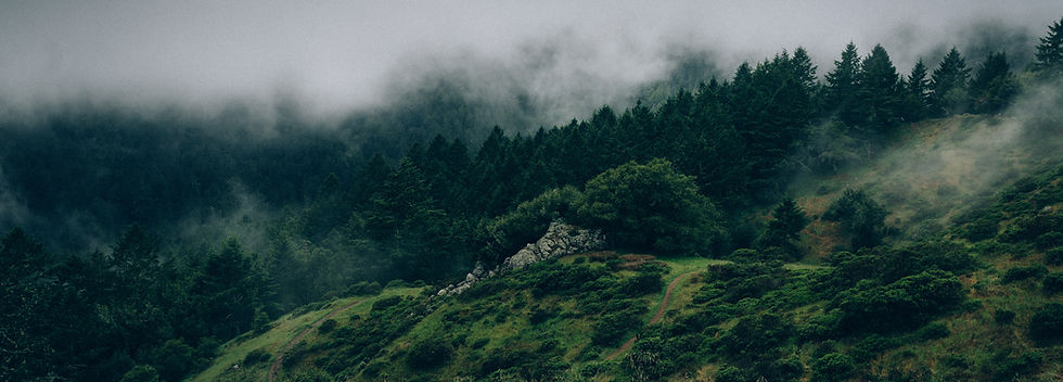 Brouillard et Nature