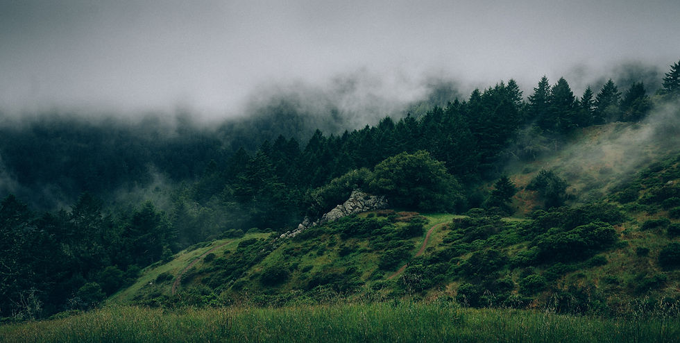 La niebla y la naturaleza