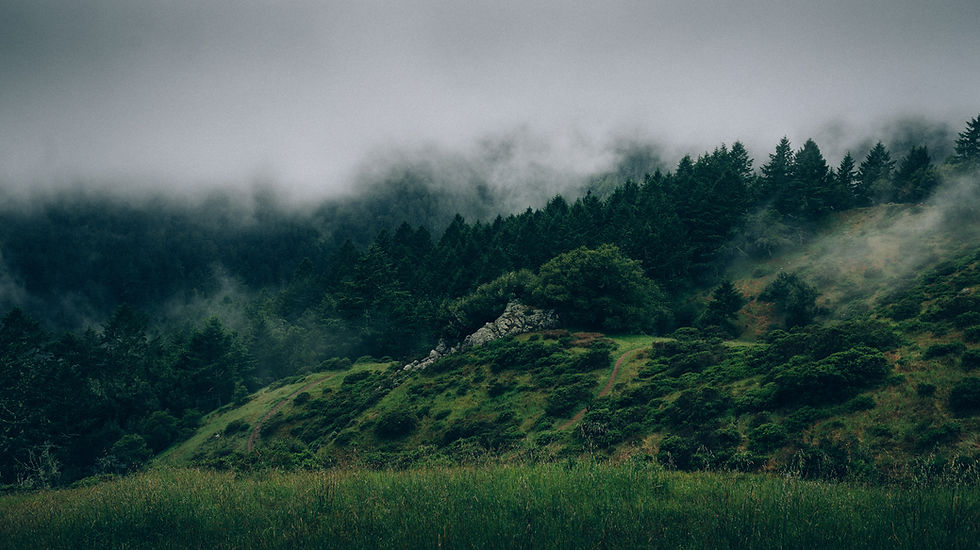 Fog and Nature