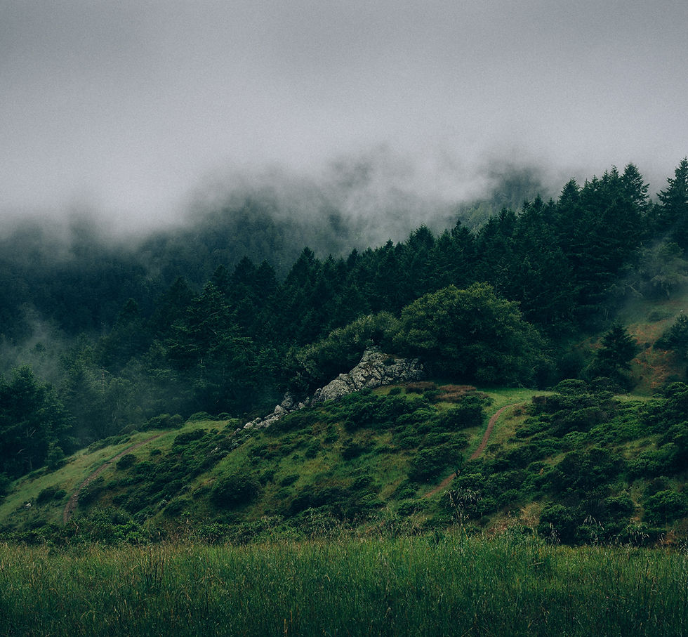 Nebel und Natur