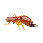 白蚁头向右-PNG.png
