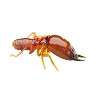 白蚁头向右-PNG.png