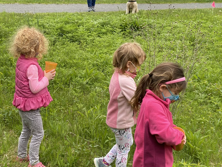 Planting Wild Flower Meadow