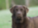 Julep.jpeg