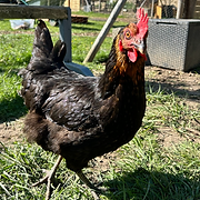 Capture d’écran 2025-10-19 à 18.00.32.png