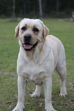 Pearl | Royal K Labradors