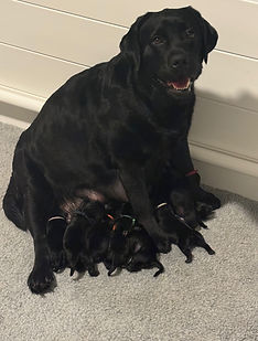CoCo | Royal K Labradors