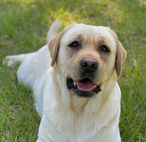 Pearl | Royal K Labradors