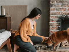 Alimentation BARF pour chien