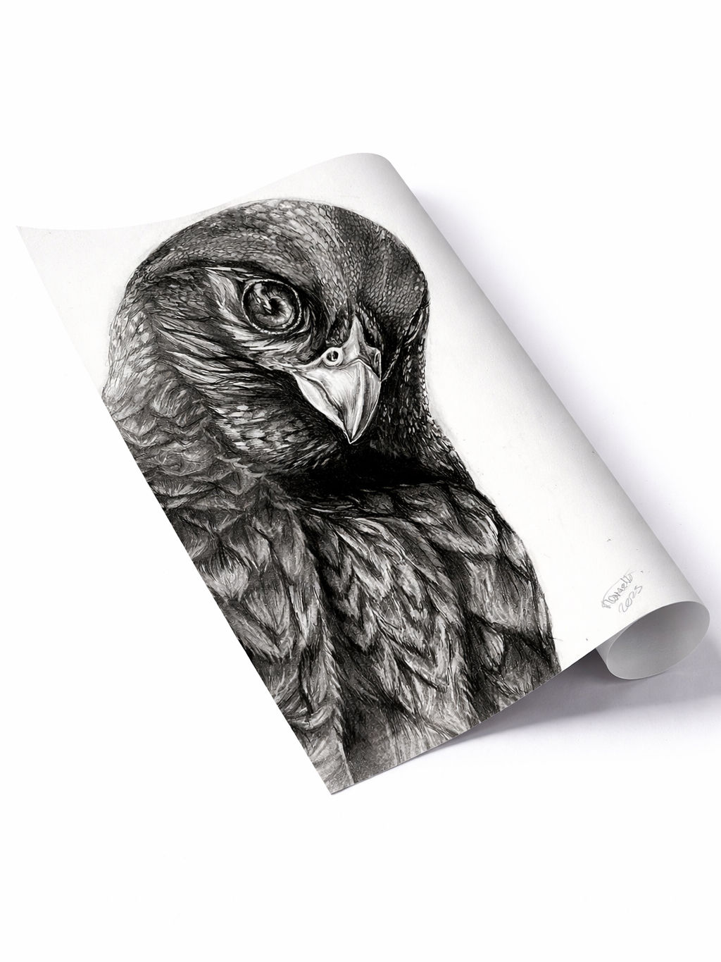 Common Buzzard