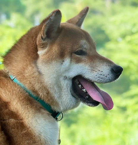 Vaillant des sylphes enchantées Shiba Inu Lof