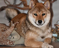 Shiba inu lof