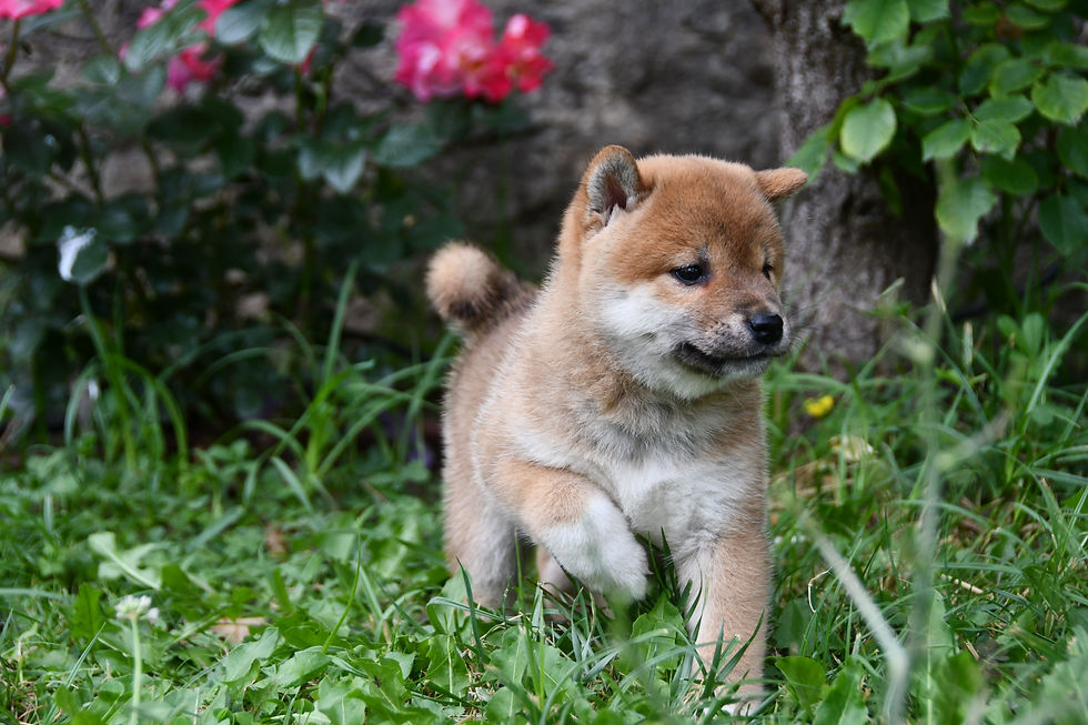 Chiot Shiba Inu marchant librement dans l’herbe