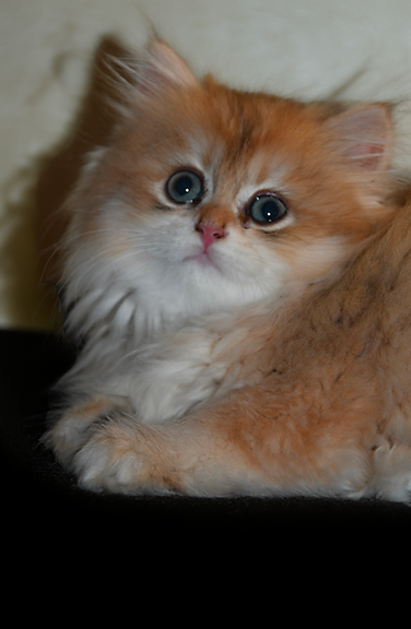 ABIGAEL chaton British golden