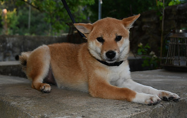 Chiot Shiba Inu à adopter