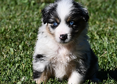 Chiot Berger Américain miniature lof à réserver