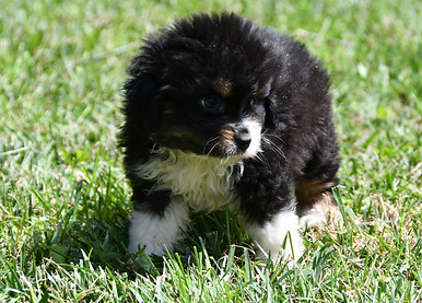 Chiot mini berger américain lof