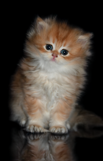 Chaton British longhair Golden Copper