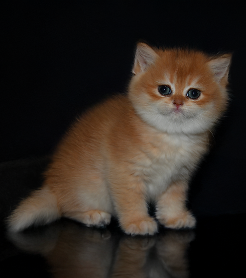 Chaton British Shorthair Golden Copper