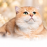 British Shorthair Golden – élevage Les Sylphes Enchantées