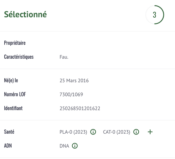 ZOUZA Shiba Inu femelle