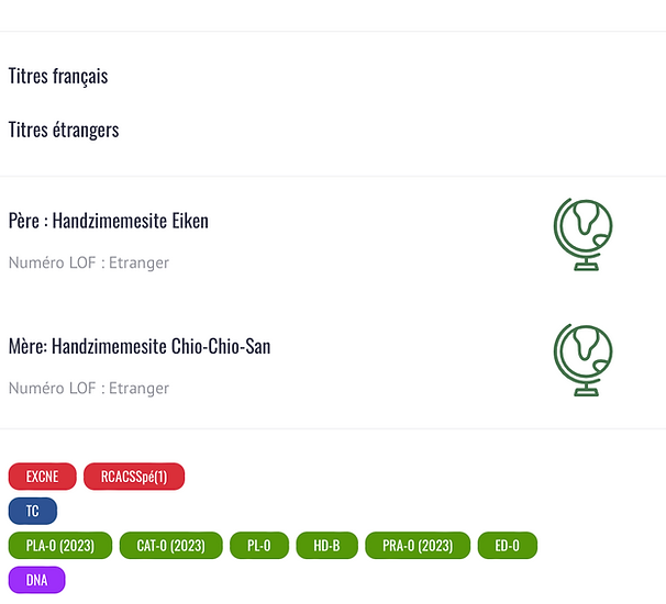 ZOUZA Shiba Inu femelle