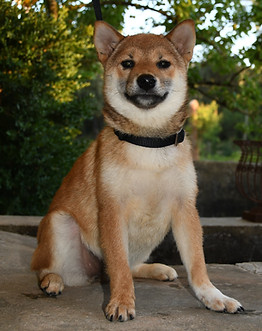 Chiot Shiba Inu à adopter