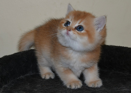 British shorthair golden copper