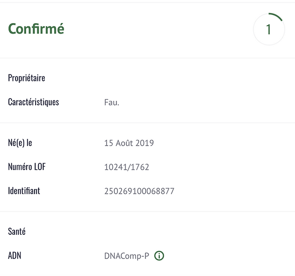 PRINCESSE Shiba Inu femelle