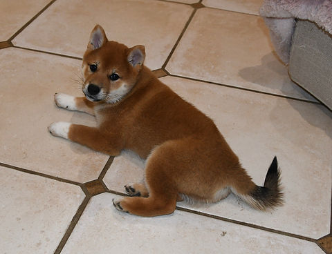 chiot shiba inu lof à adopter