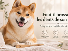 Faut-il brosser les dents de son chien? Fréquence, méthode et conseils.